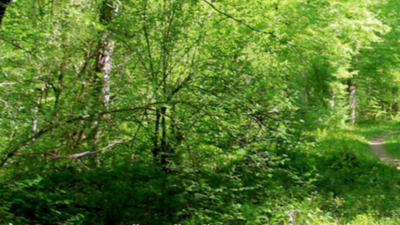 orman