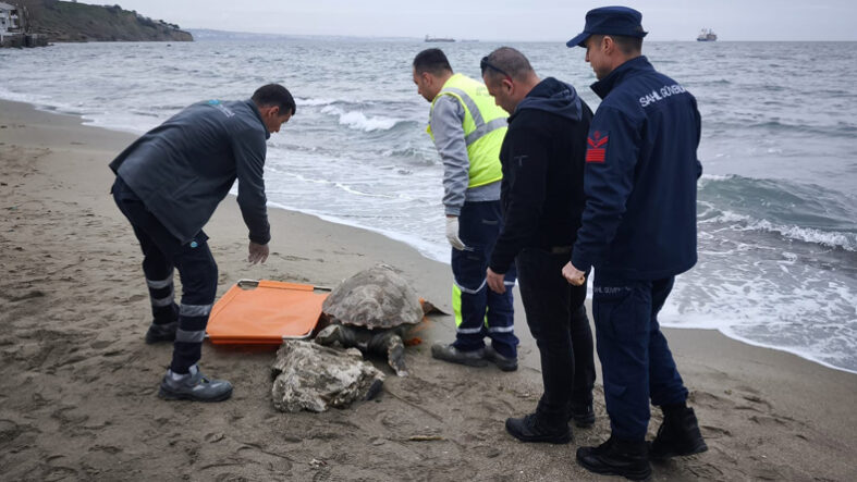 caretta