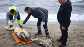 caretta1