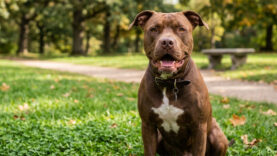 pitbull